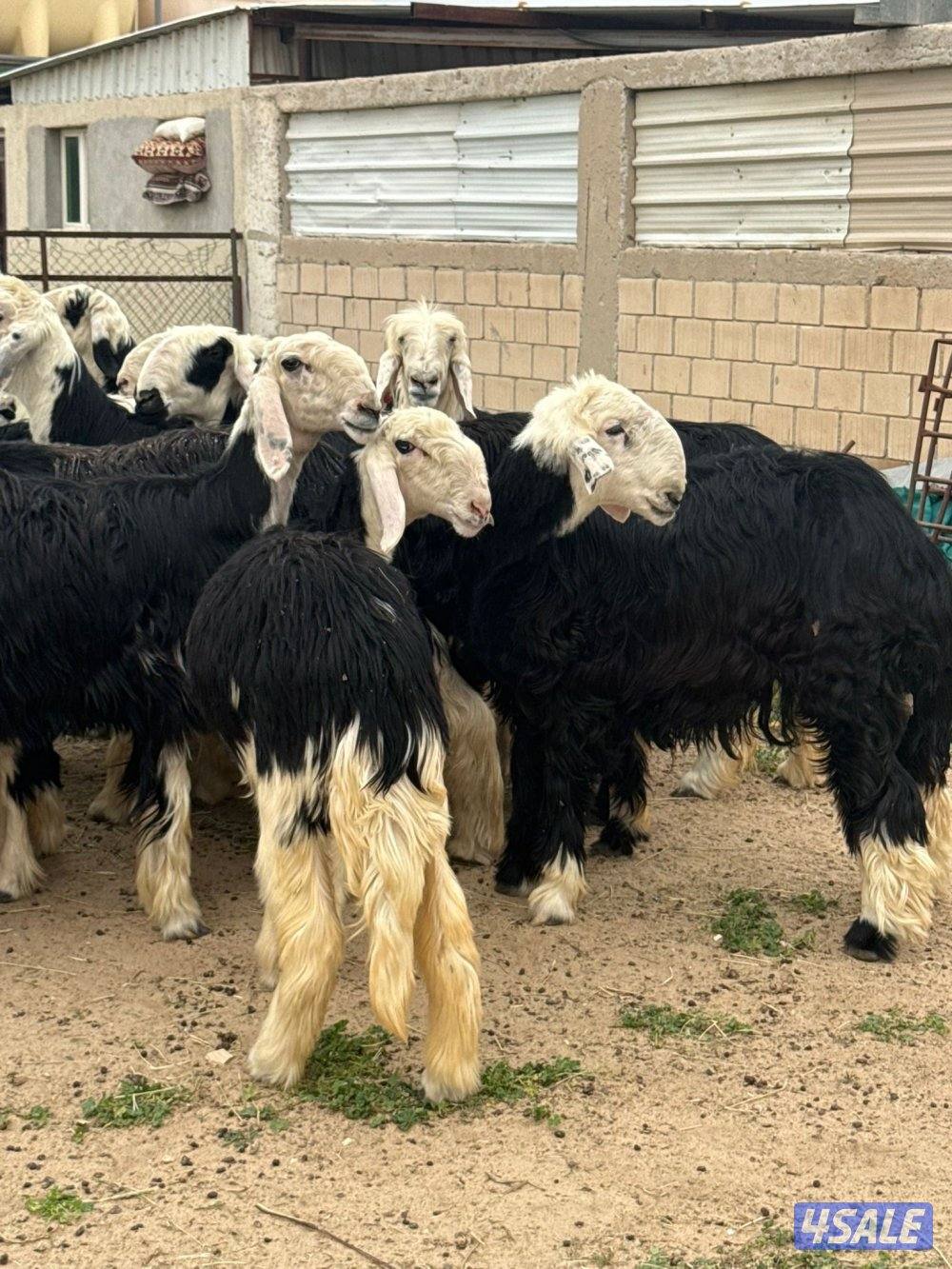 للبيع غنم نجد العدد 20 راس مراح واحد تبارك الرحمن كلها شبب فيها مطفل5