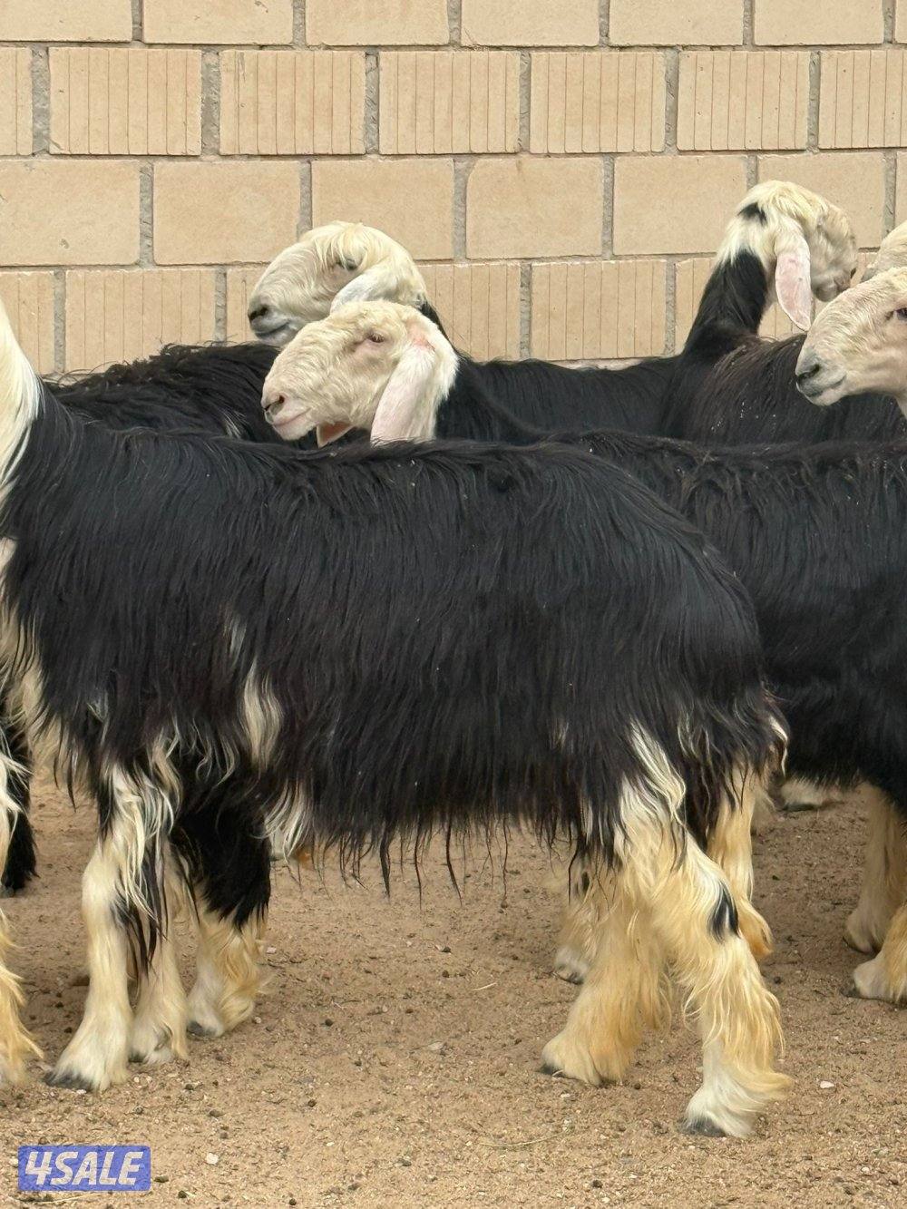 للبيع غنم نجد العدد 20 راس مراح واحد تبارك الرحمن كلها شبب فيها مطفل6