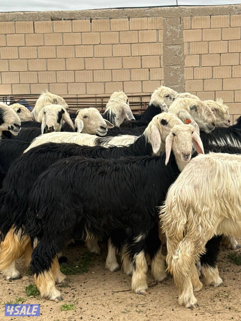للبيع غنم نجد العدد 20 راس مراح واحد تبارك الرحمن كلها شبب فيها مطفل8