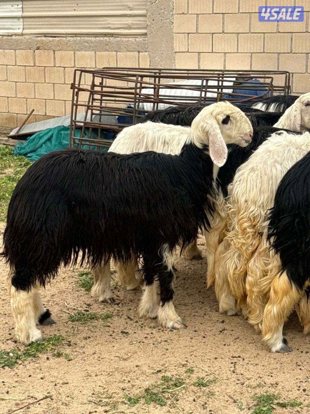 للبيع غنم نجد العدد 20 راس مراح واحد تبارك الرحمن كلها شبب فيها مطفل7