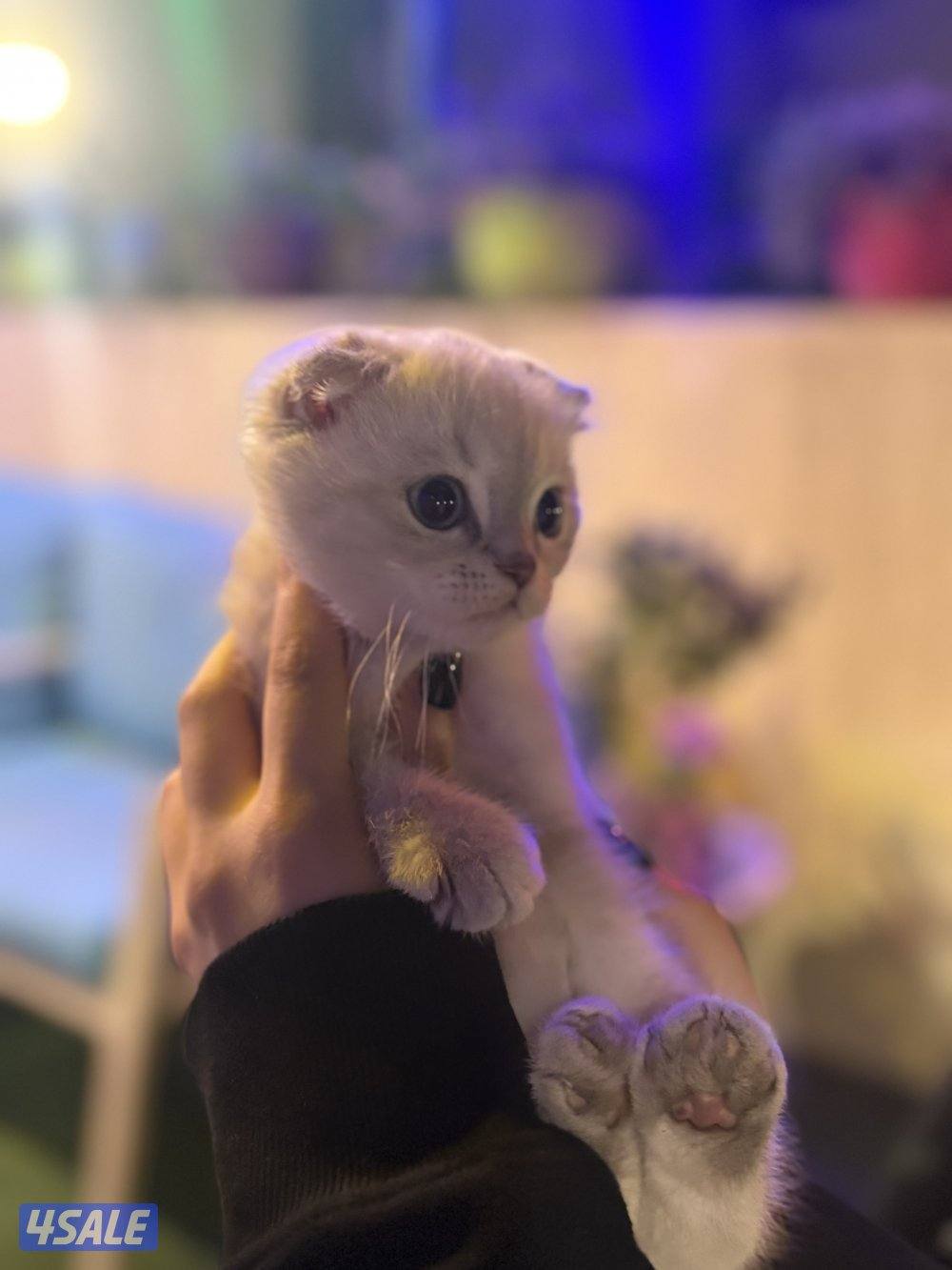 كتن سكوتش فولد🐾0