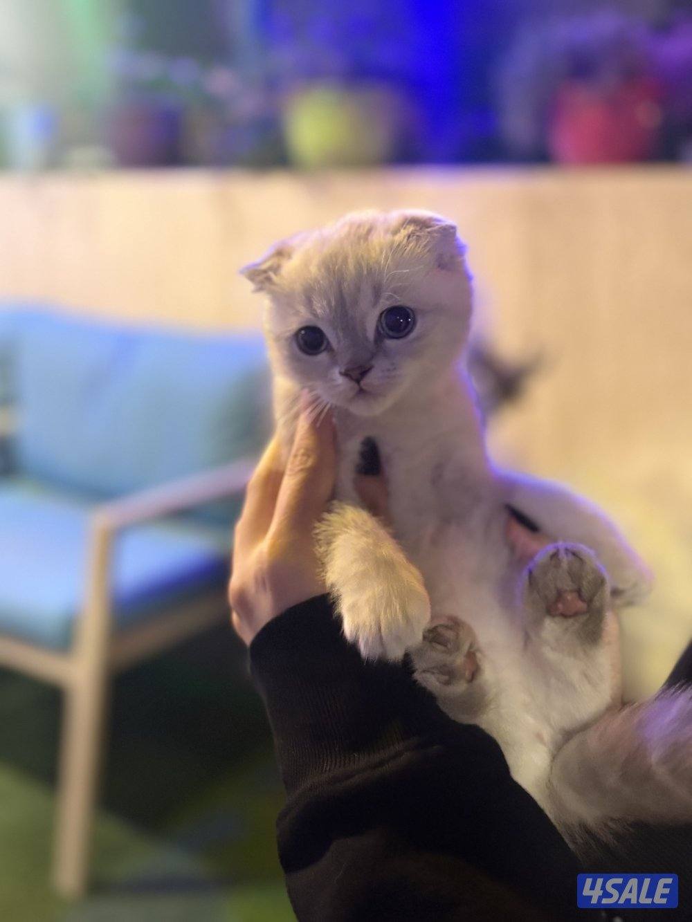 كتن سكوتش فولد🐾1