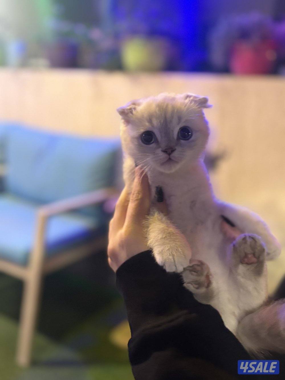 كتن سكوتش فولد🐾3