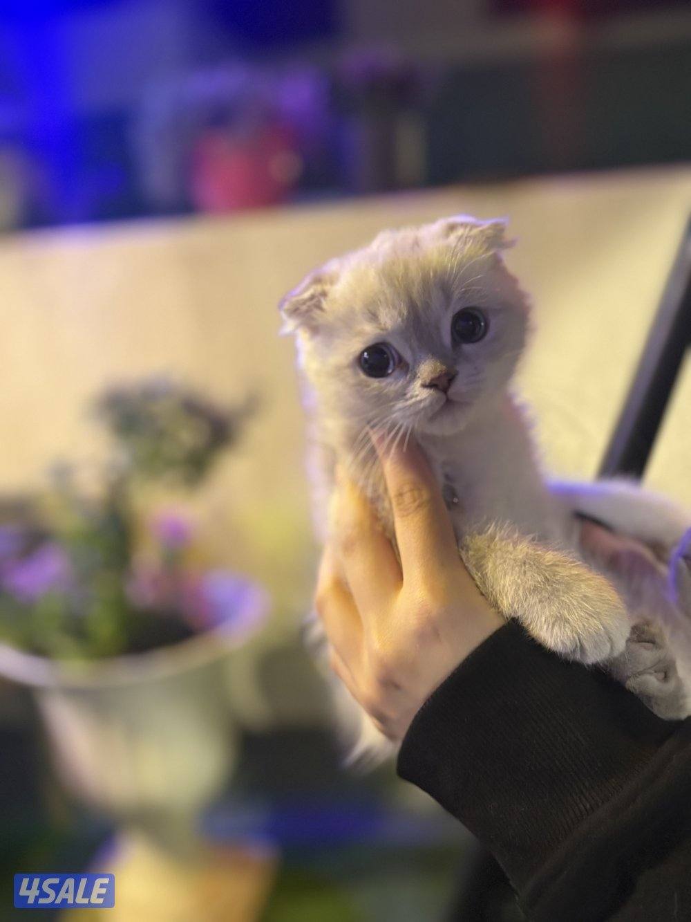 كتن سكوتش فولد🐾4