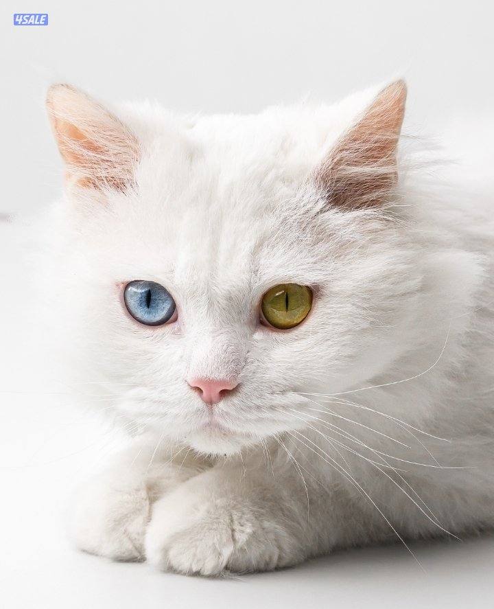 للبيع قطوه نادره0