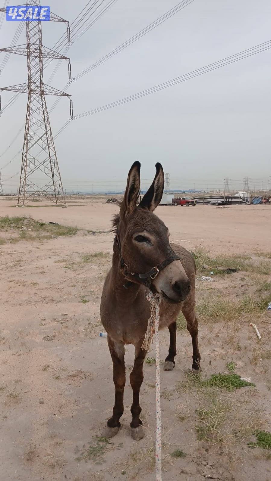 للبيع حما ر غنم عزكم الله0