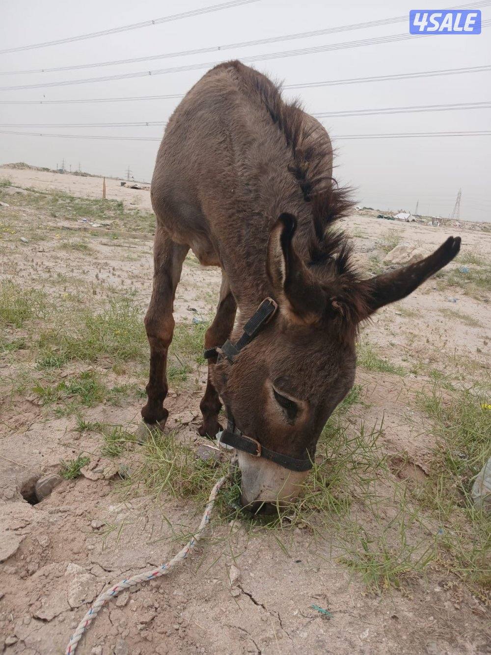 للبيع حما ر غنم عزكم الله1