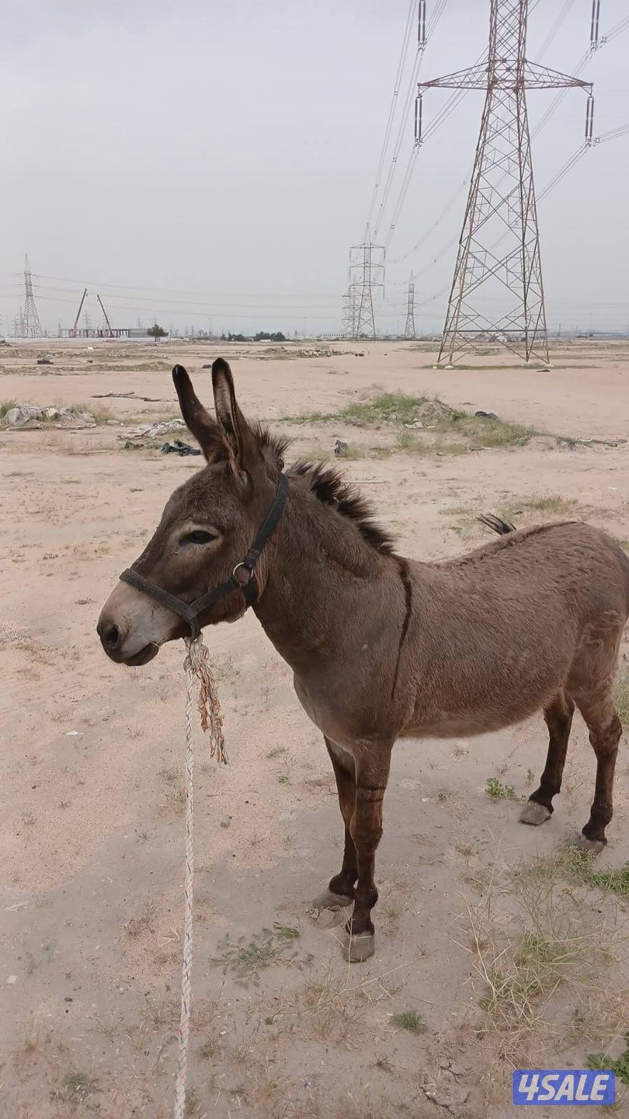 للبيع حما ر غنم عزكم الله2