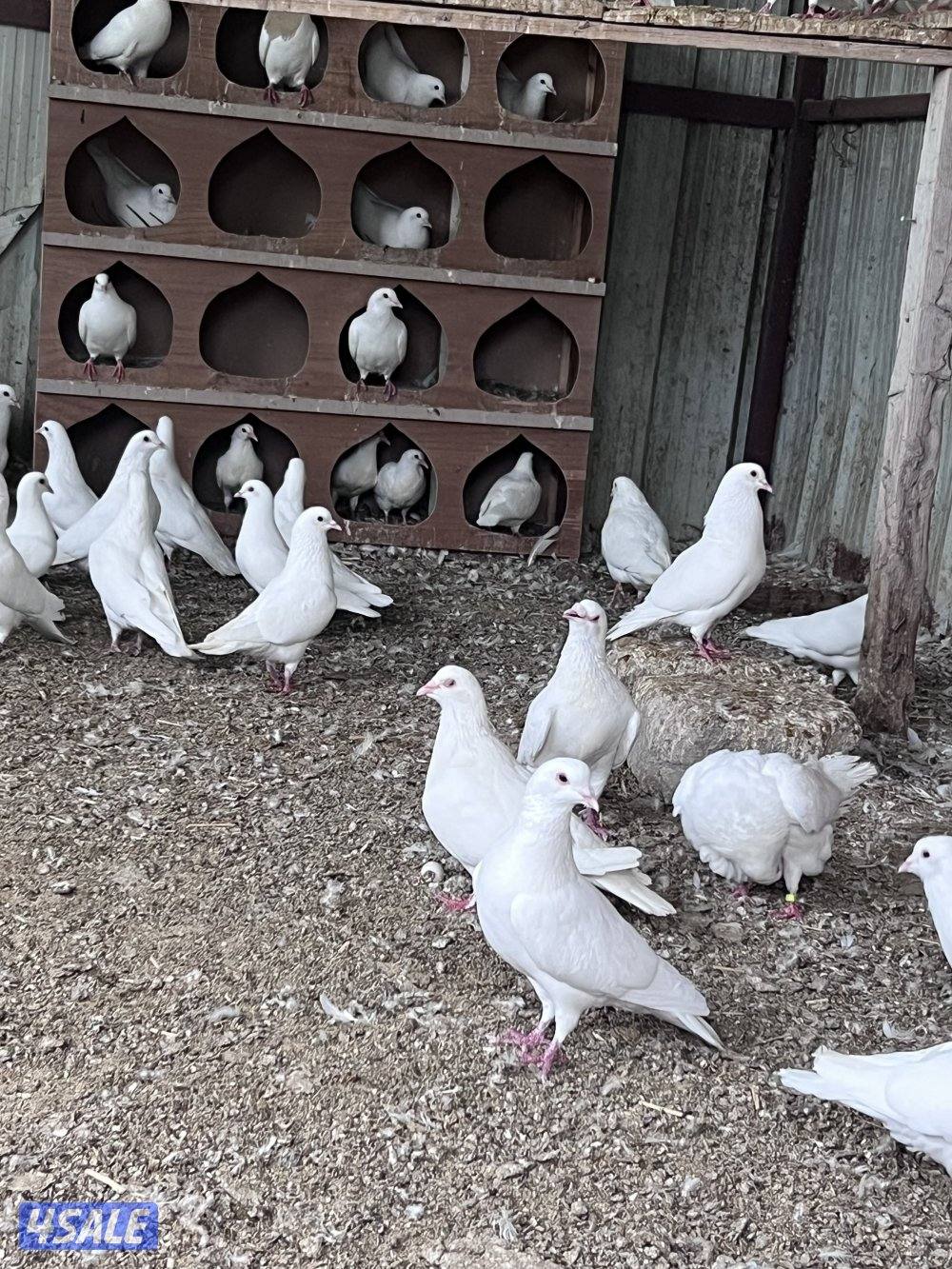 حمام الوزان ابيض0