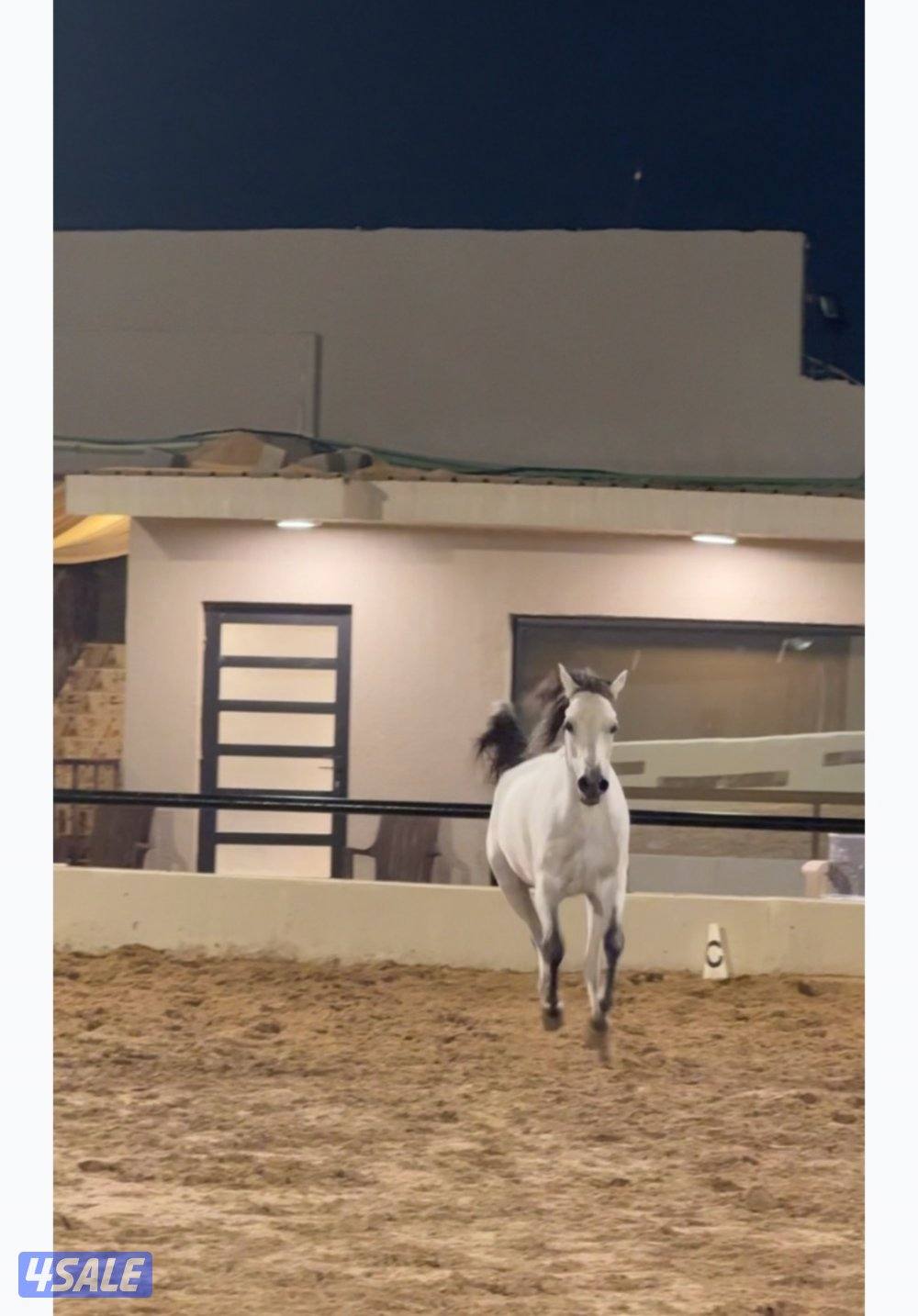 فرس مصريه بلديه0