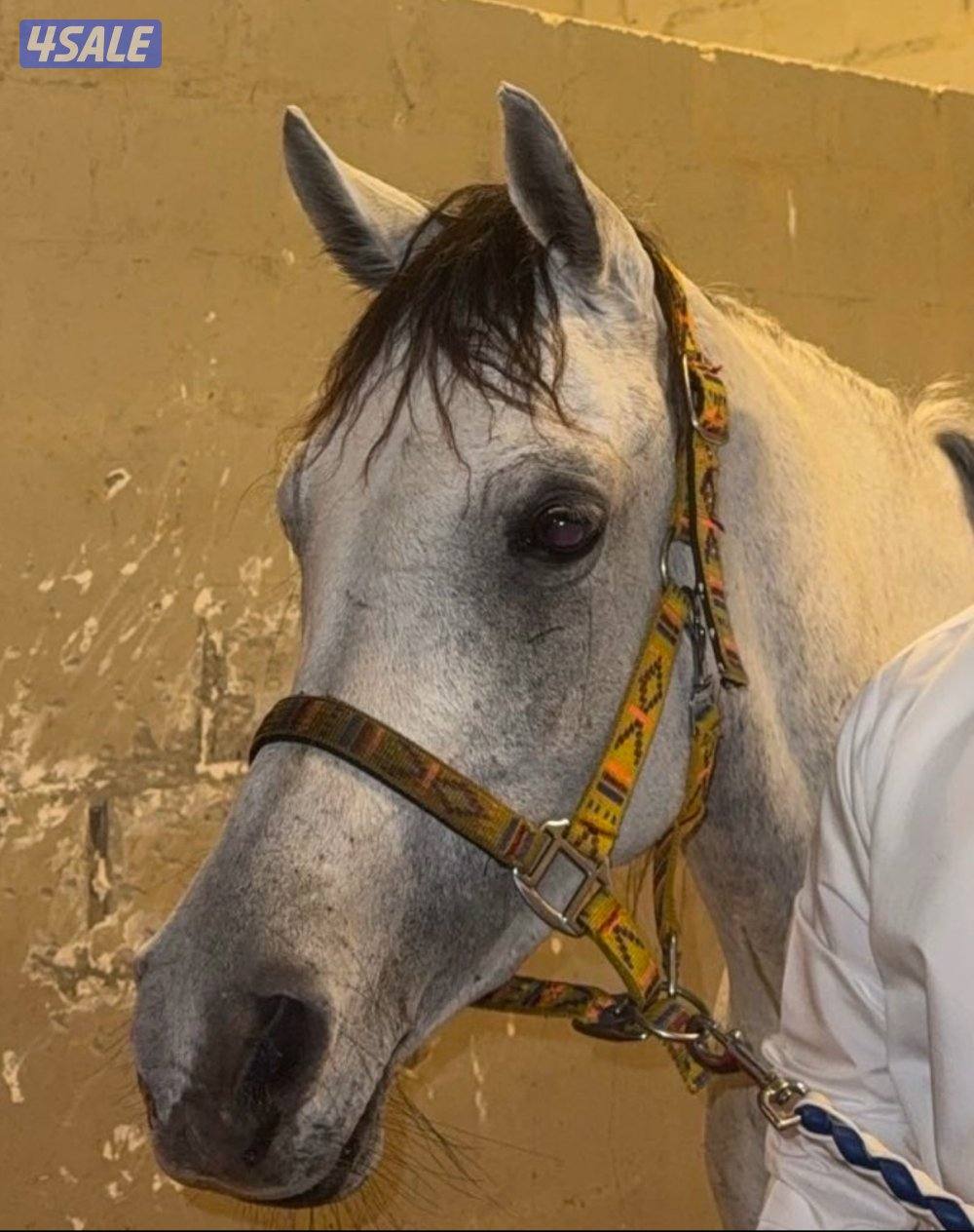 فرس مصريه بلديه1