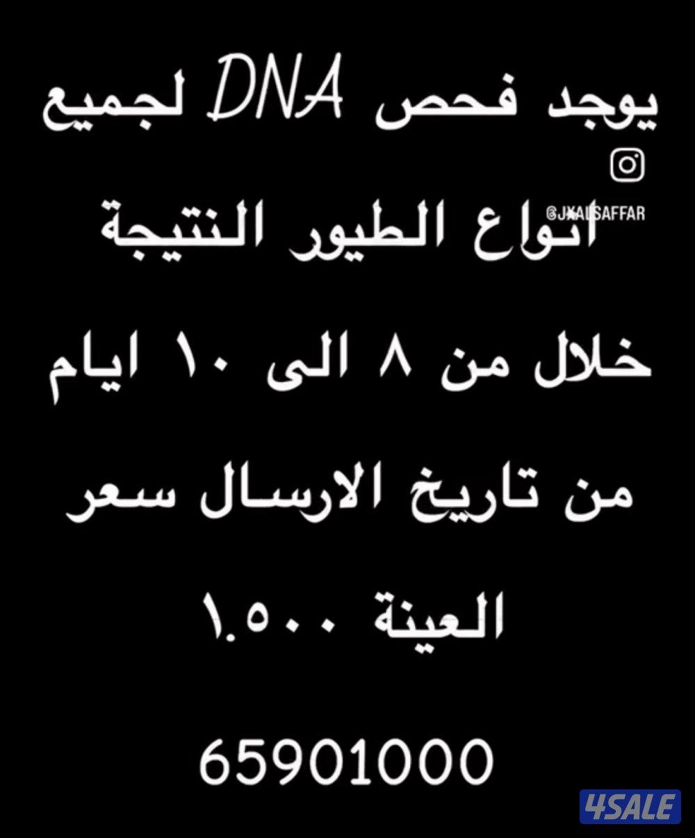 فحص جنس للطيور0