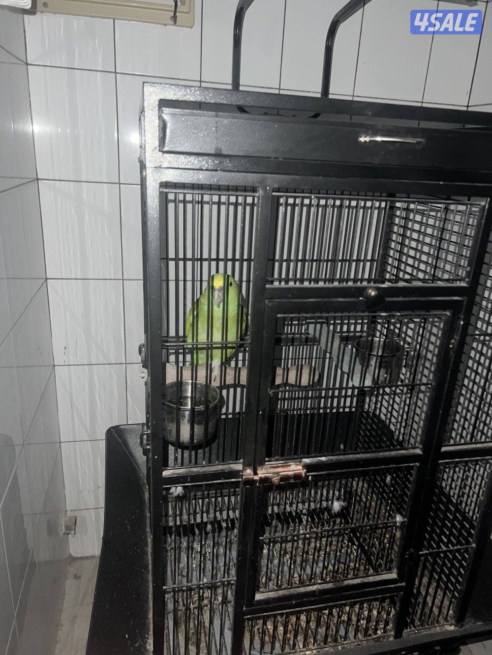 للبيع يلوناب0