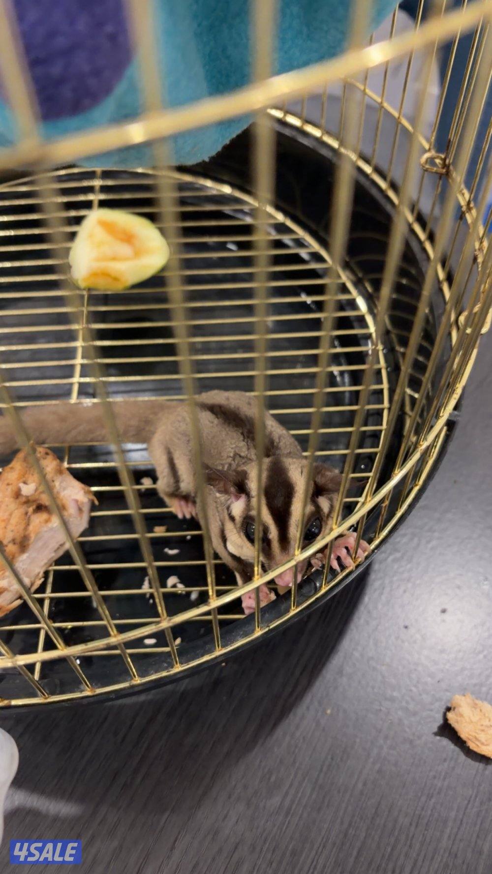 شوقر قلايدر0