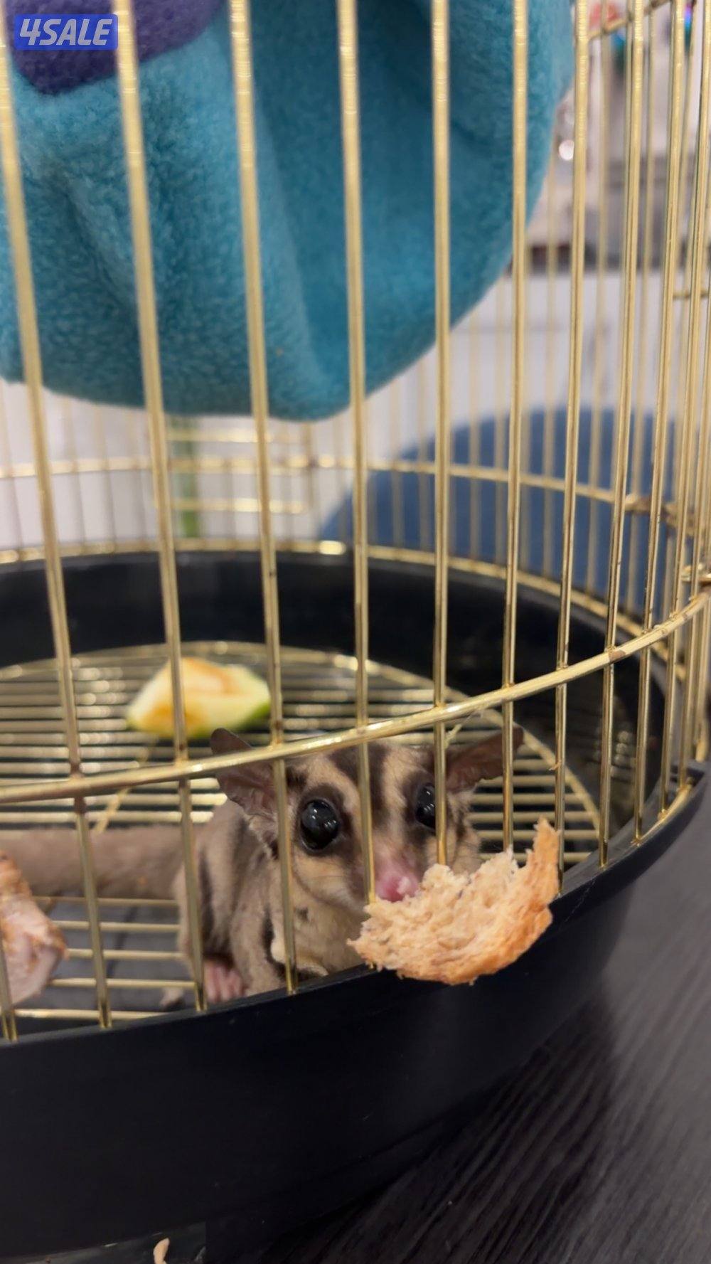 شوقر قلايدر1