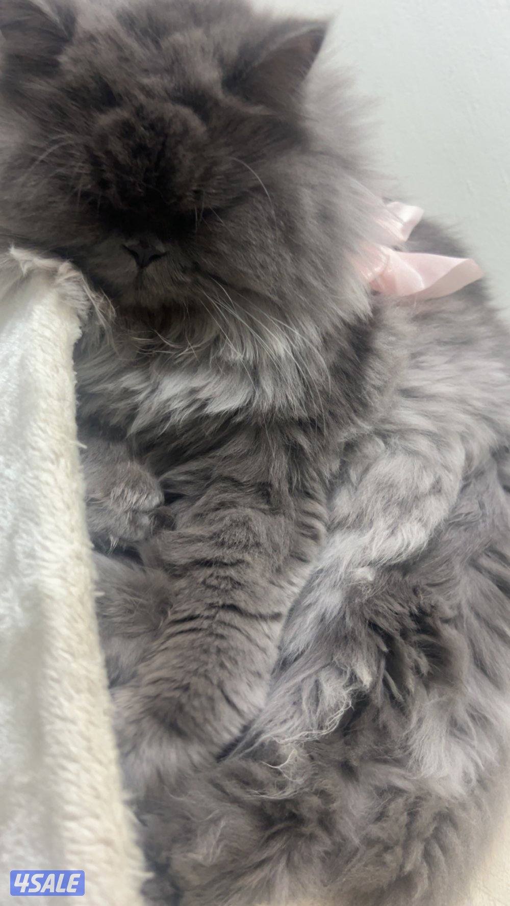 قطوتين ذكر و أثنى سيبيري.,. و سكوتش فولد0