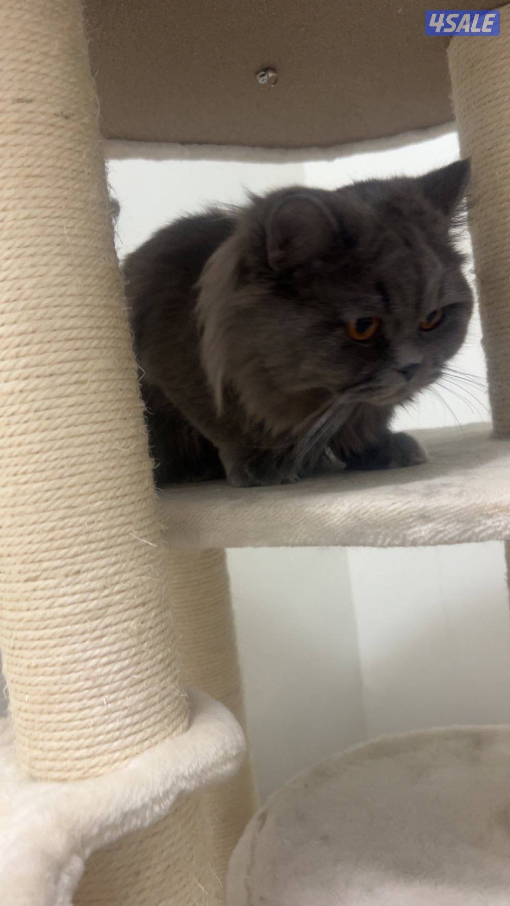 قطوتين ذكر و أثنى سيبيري.,. و سكوتش فولد1