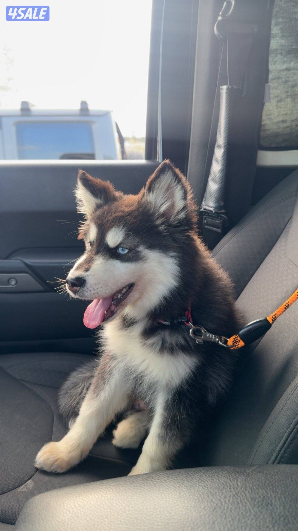 Siberian husky1