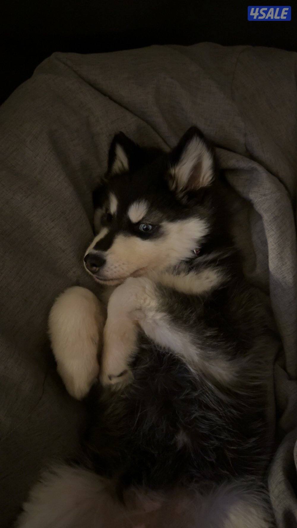 Siberian husky3