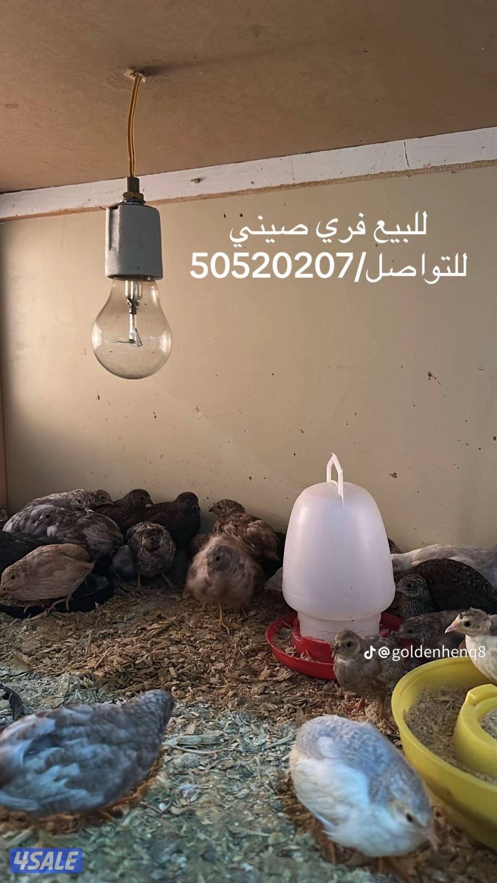 🔹للبيع فري صيني مُنتج بياض صحة ممتازة 🔹وخالي من الامراض2