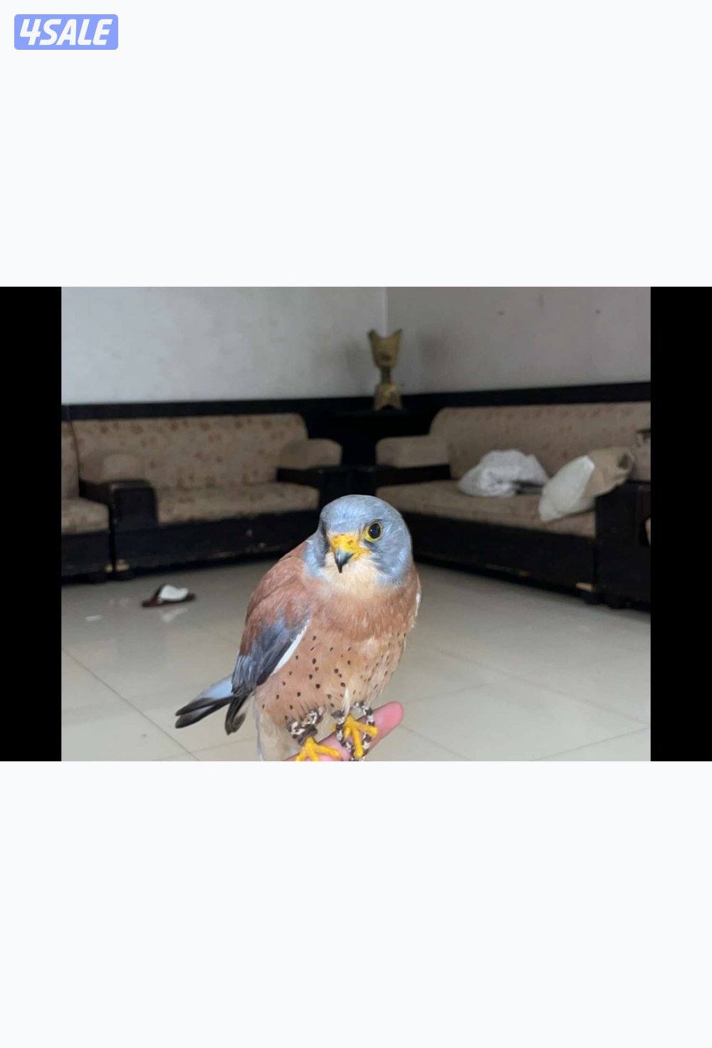 للبيع طير حر مع أغراض  18بدون  أغراض 150