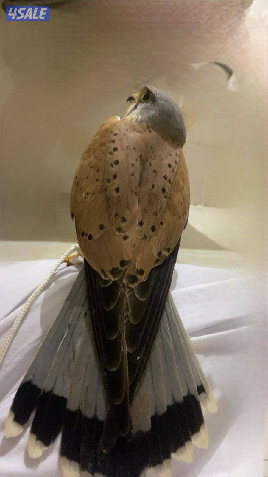 للبيع طير حر مع أغراض  18بدون  أغراض 151