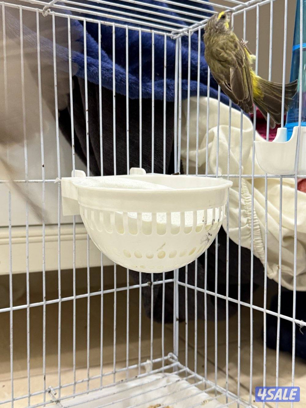 يوز ياسمين زيتي ورصاص0