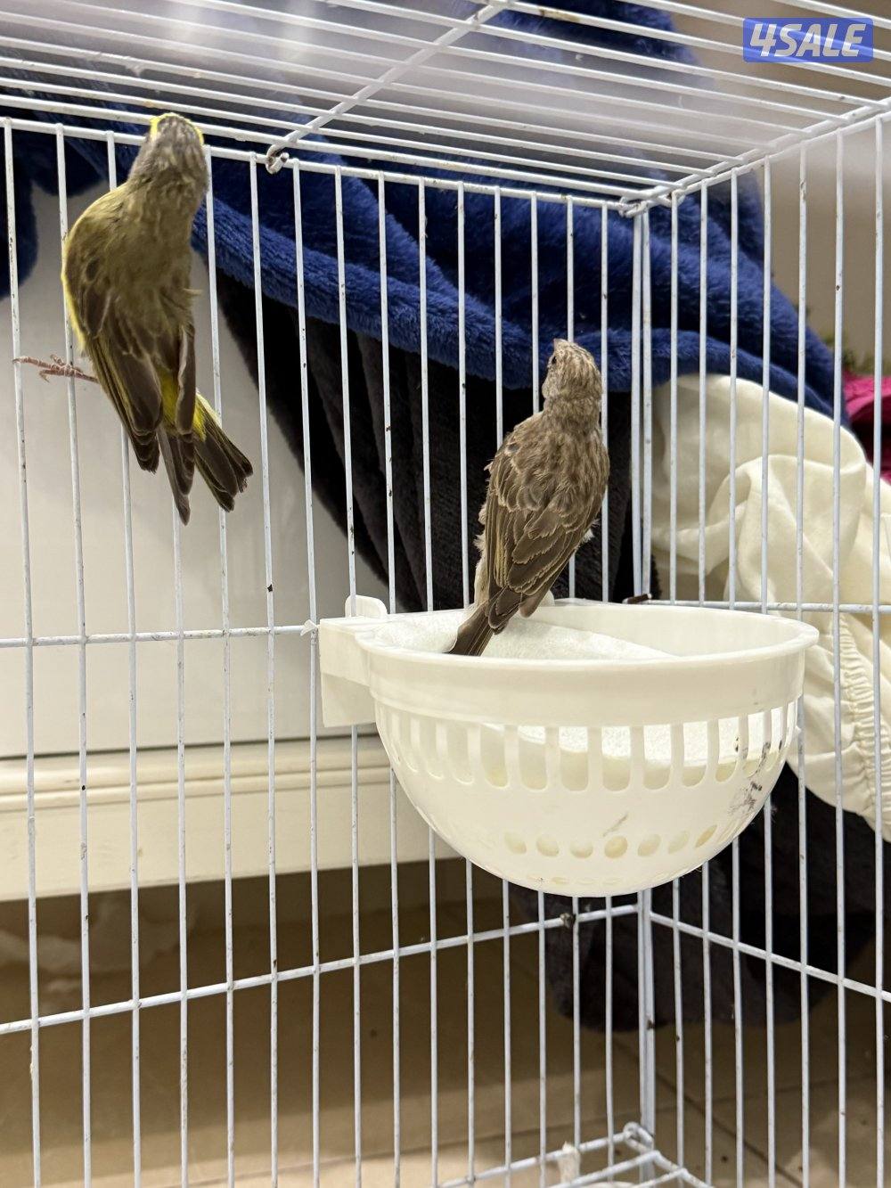 يوز ياسمين زيتي ورصاص1