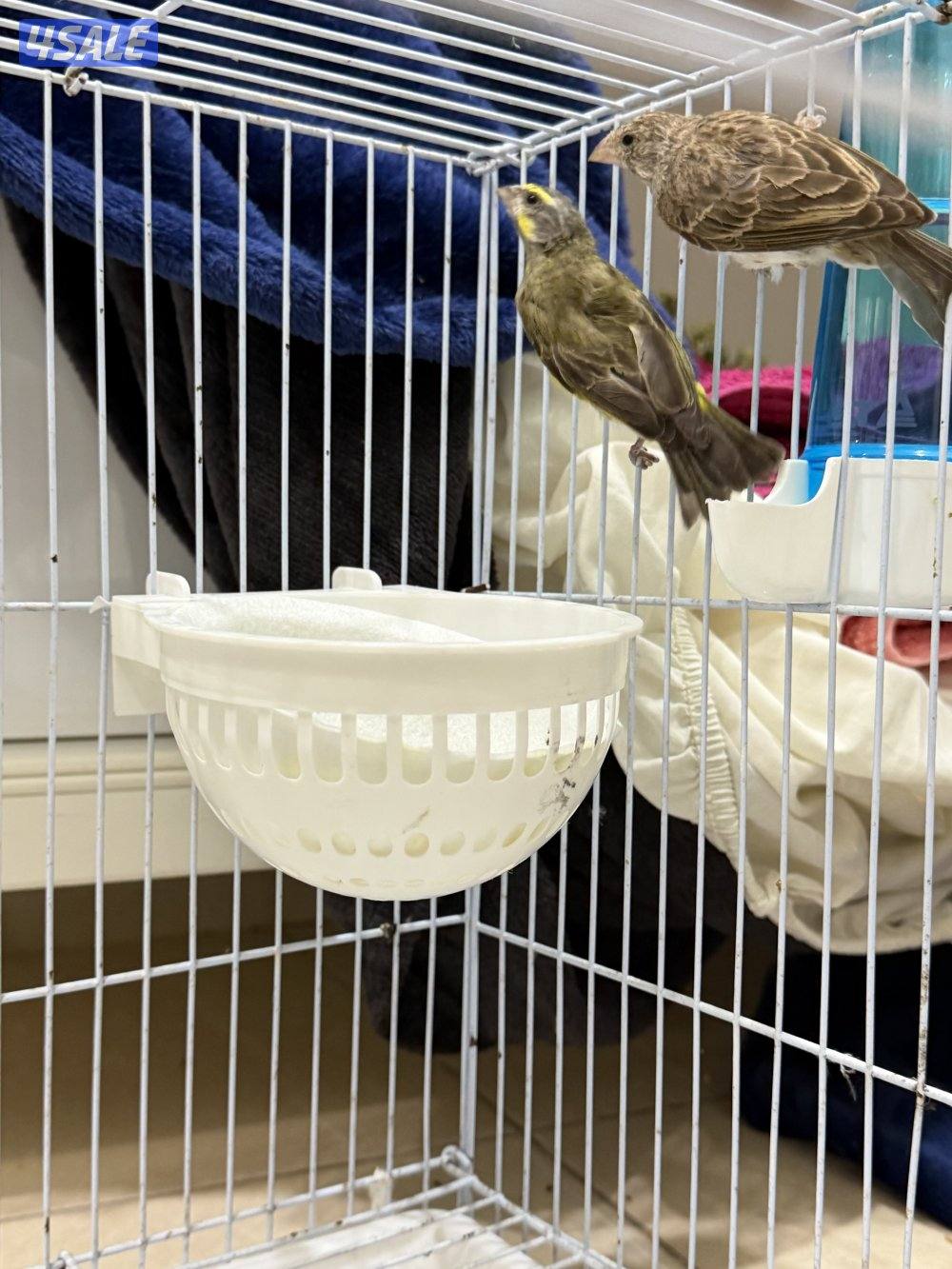 يوز ياسمين زيتي ورصاص2