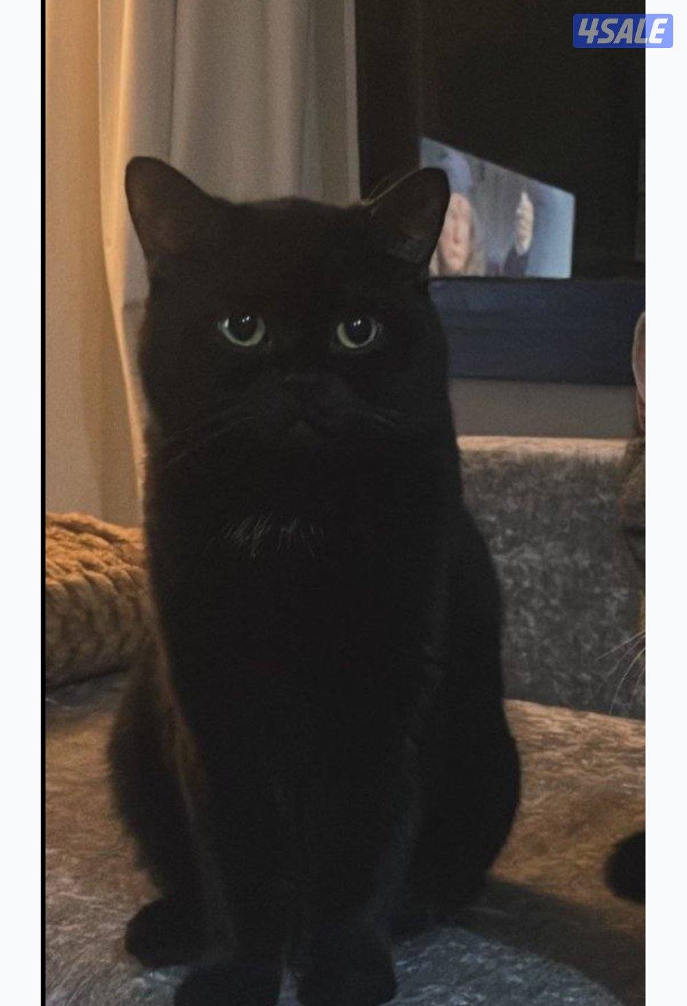 3 years old male cat. Free adoption. British shorthair breed.0