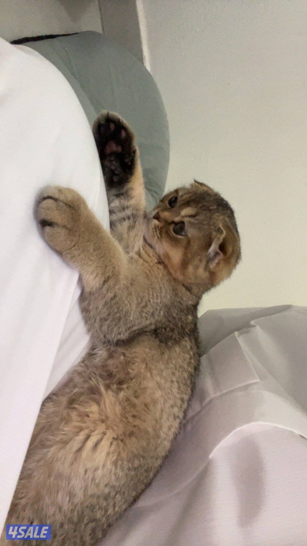 قطوتين ذكر و أثنى سيبيري.,. و سكوتش فولد2