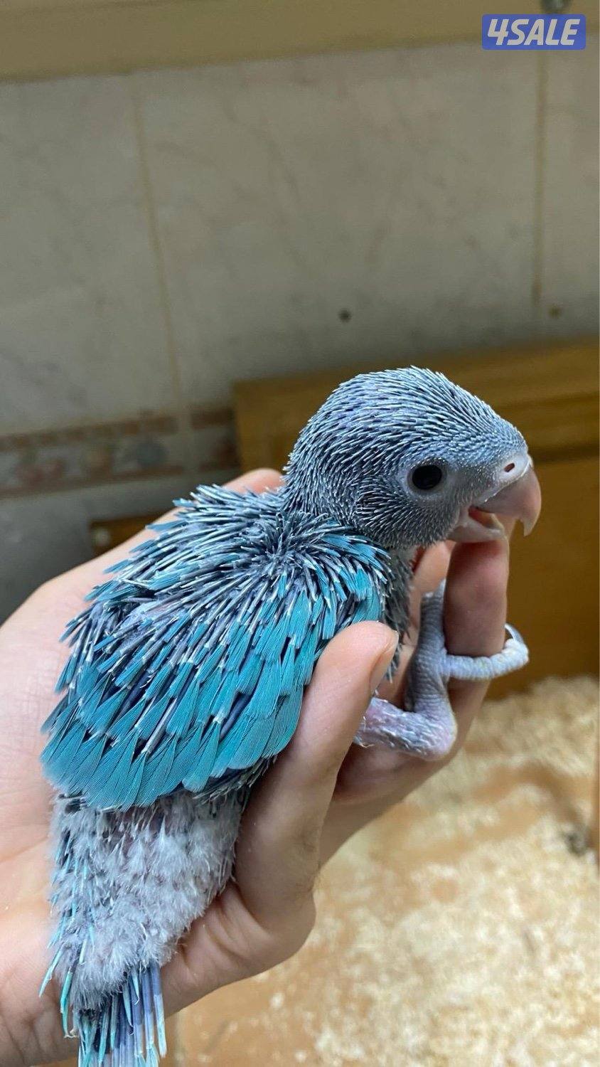 للبيع متو عس2