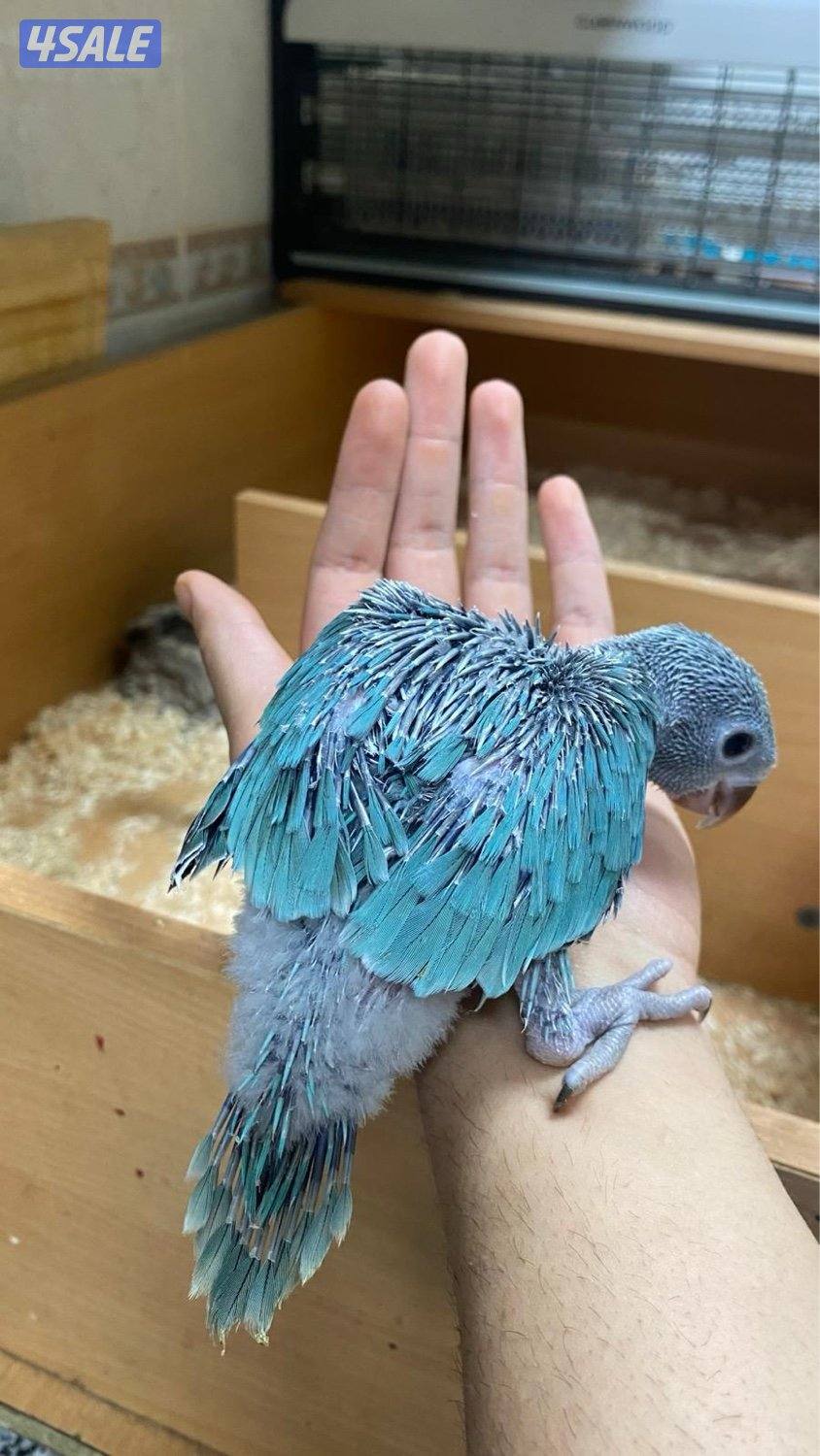 للبيع متو عس1