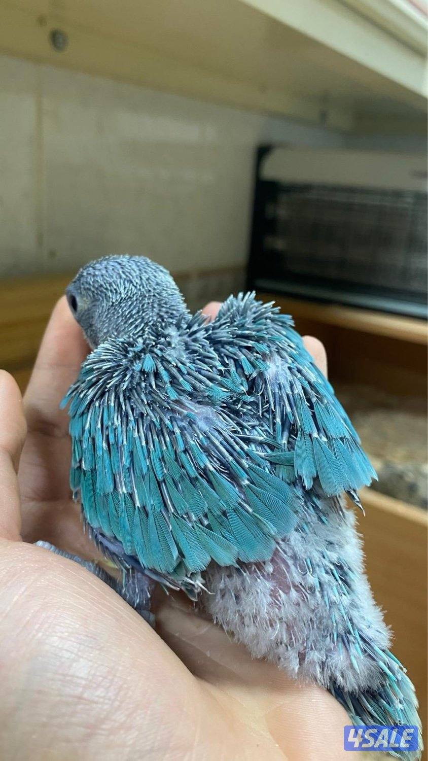 للبيع متو عس3