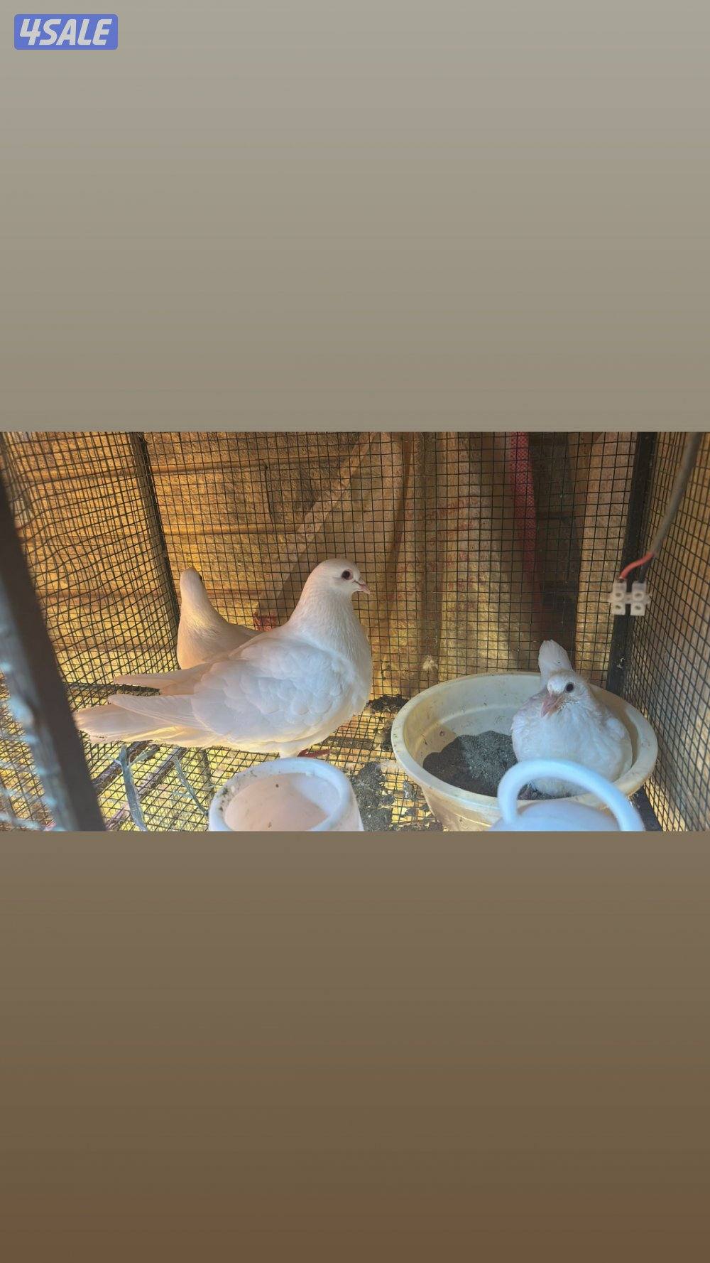 حمام تراكيب0