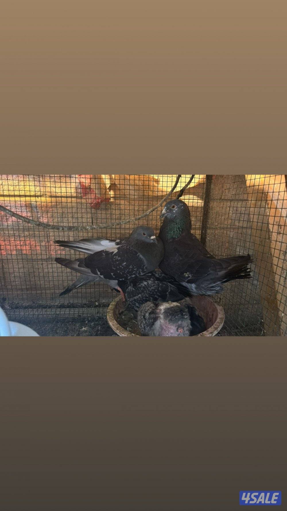 حمام تراكيب1