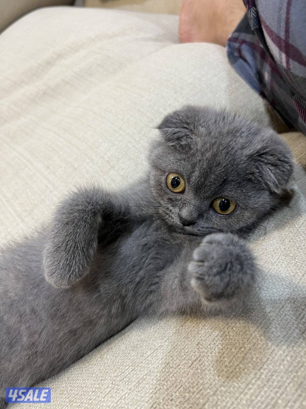 سكوتش فولد كتن ذكر ، اللون رمادي كامل ( الكلاسيك )0