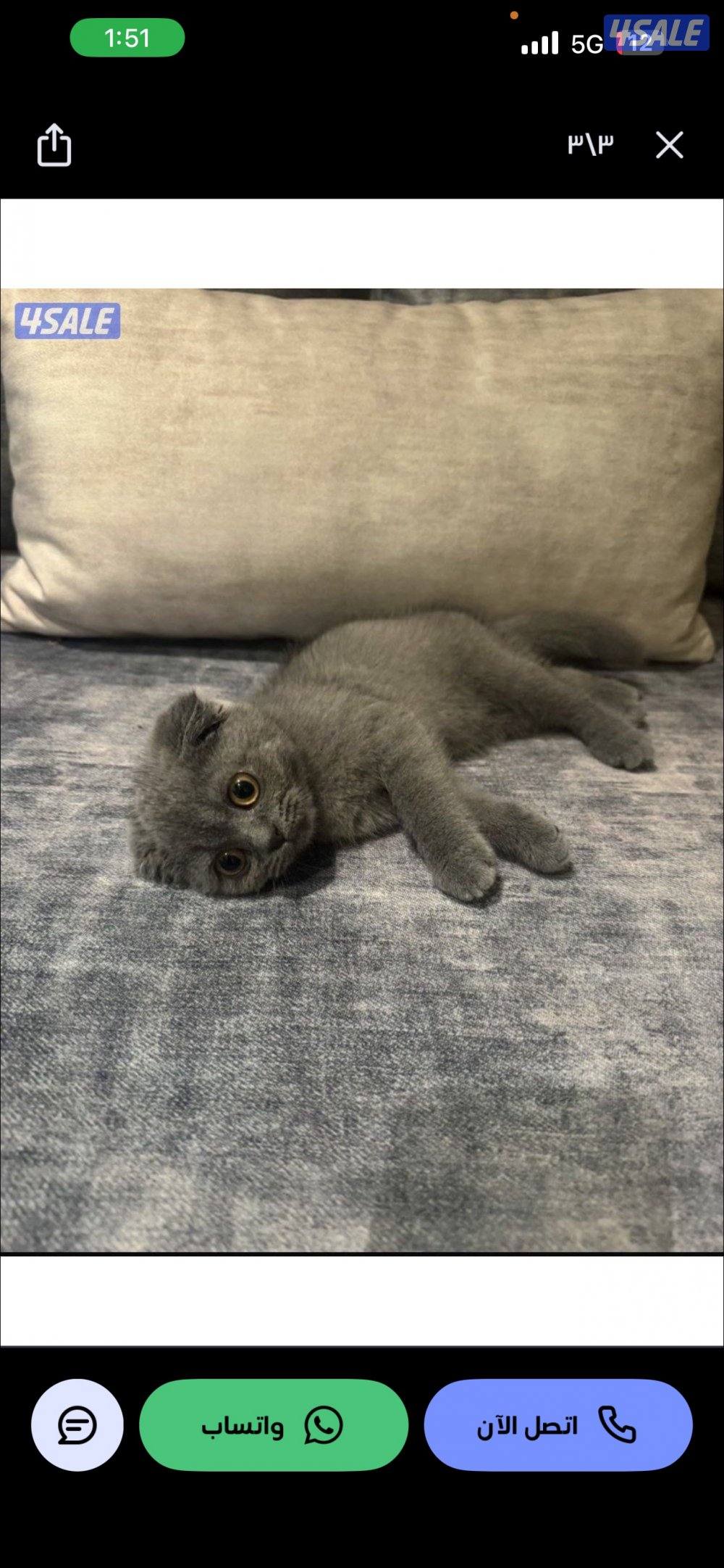 سكوتش فولد كتن ذكر ، اللون رمادي كامل ( الكلاسيك )1