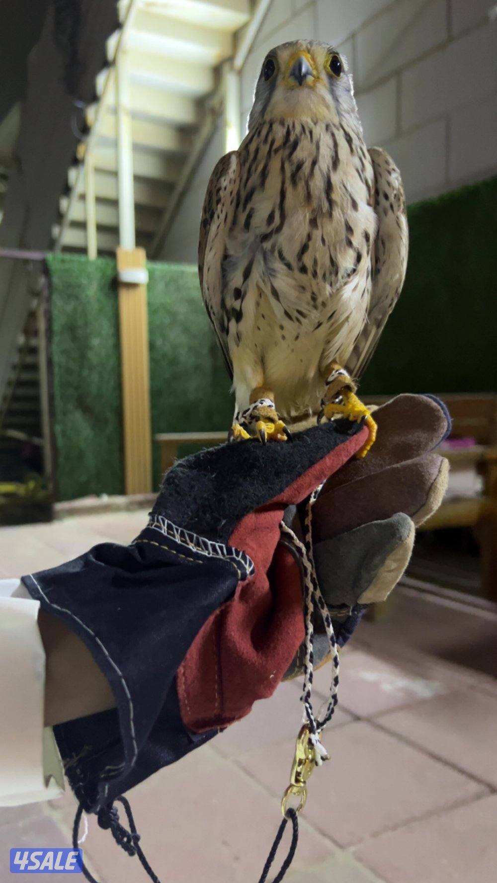 طير صحته جيده و مدرب وياكل من ايدك معه اغراضه سبوق برقع0