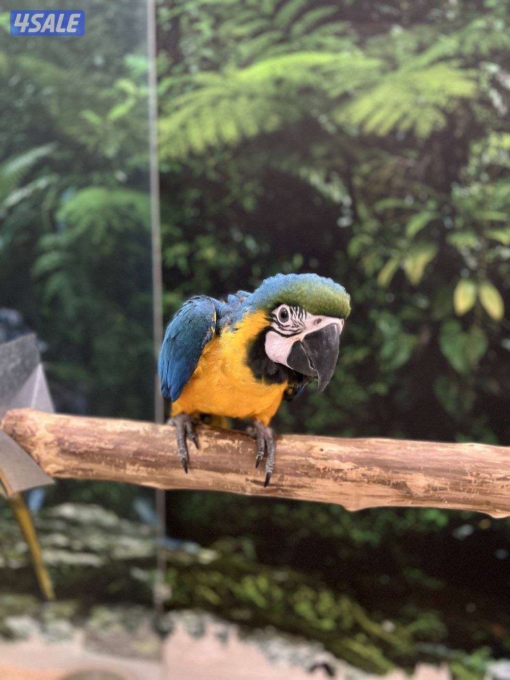 للبيع مكاو0