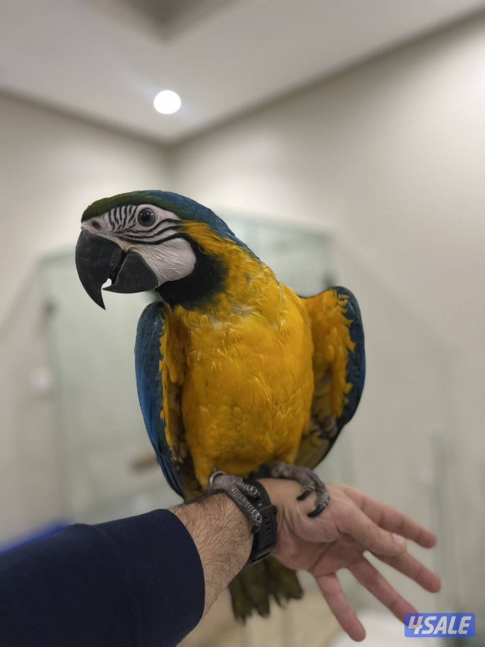 للبيع مكاو1