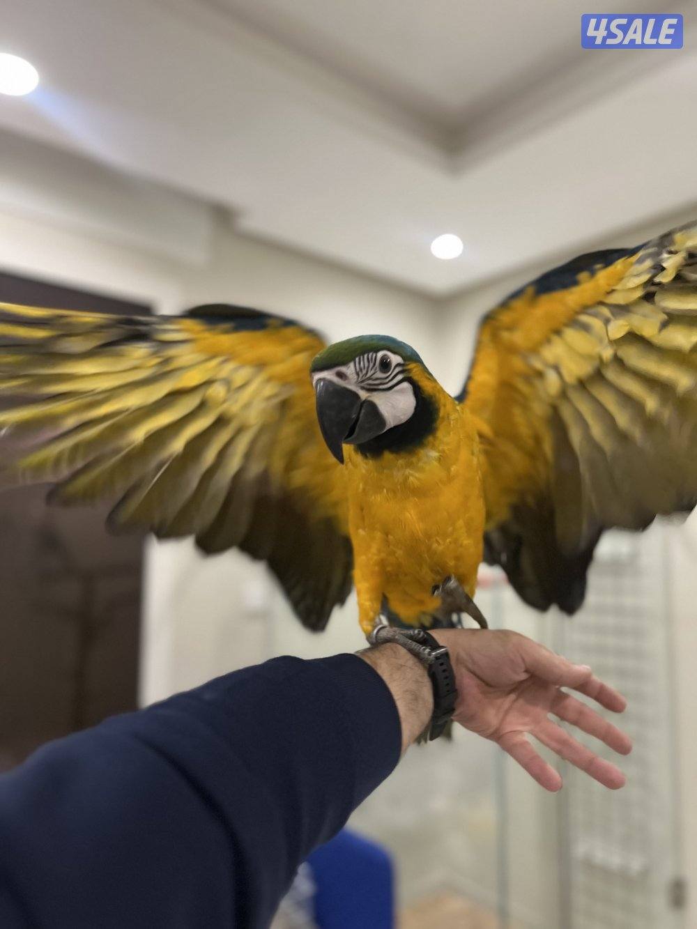 للبيع مكاو2