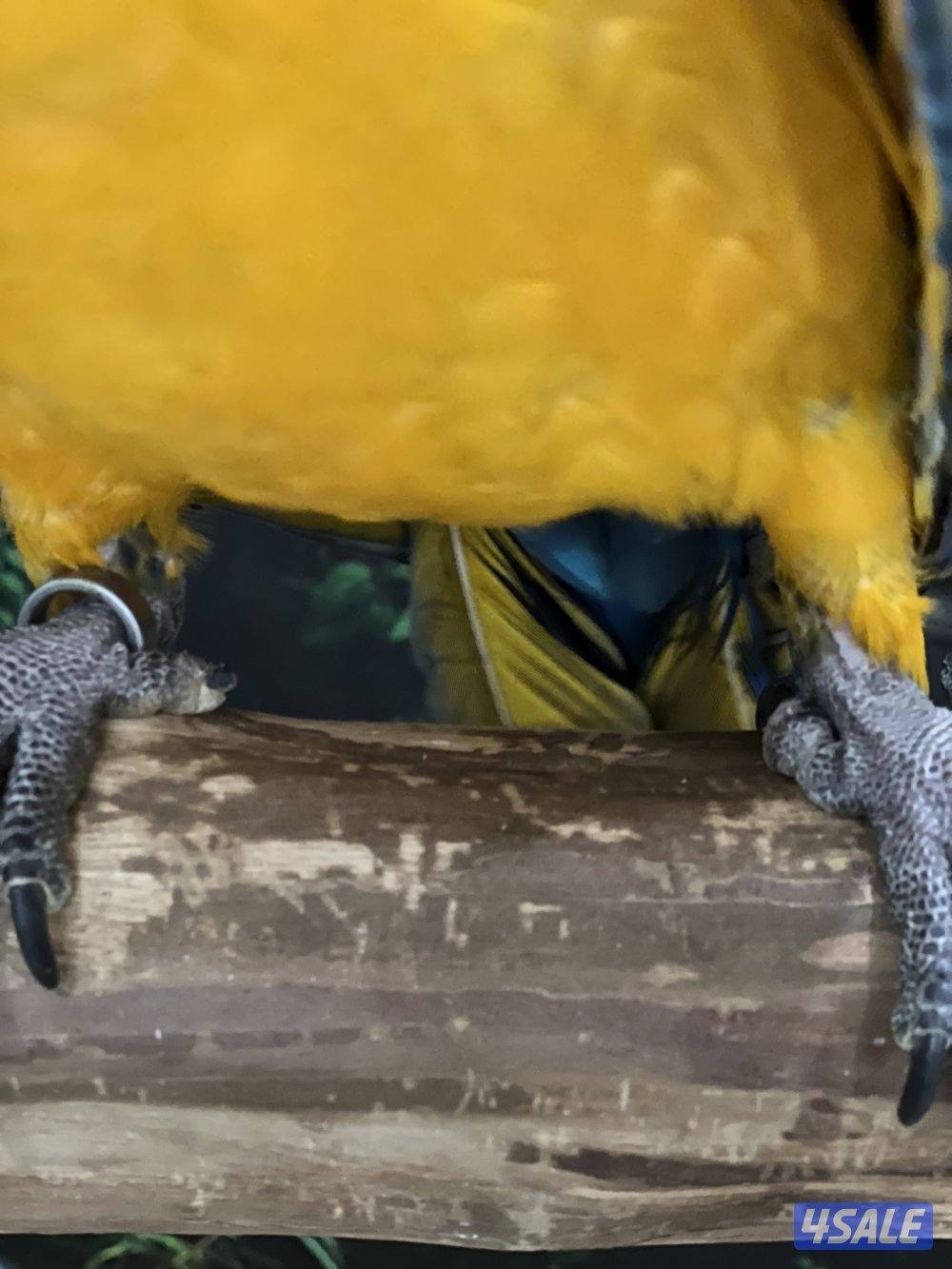 للبيع مكاو3