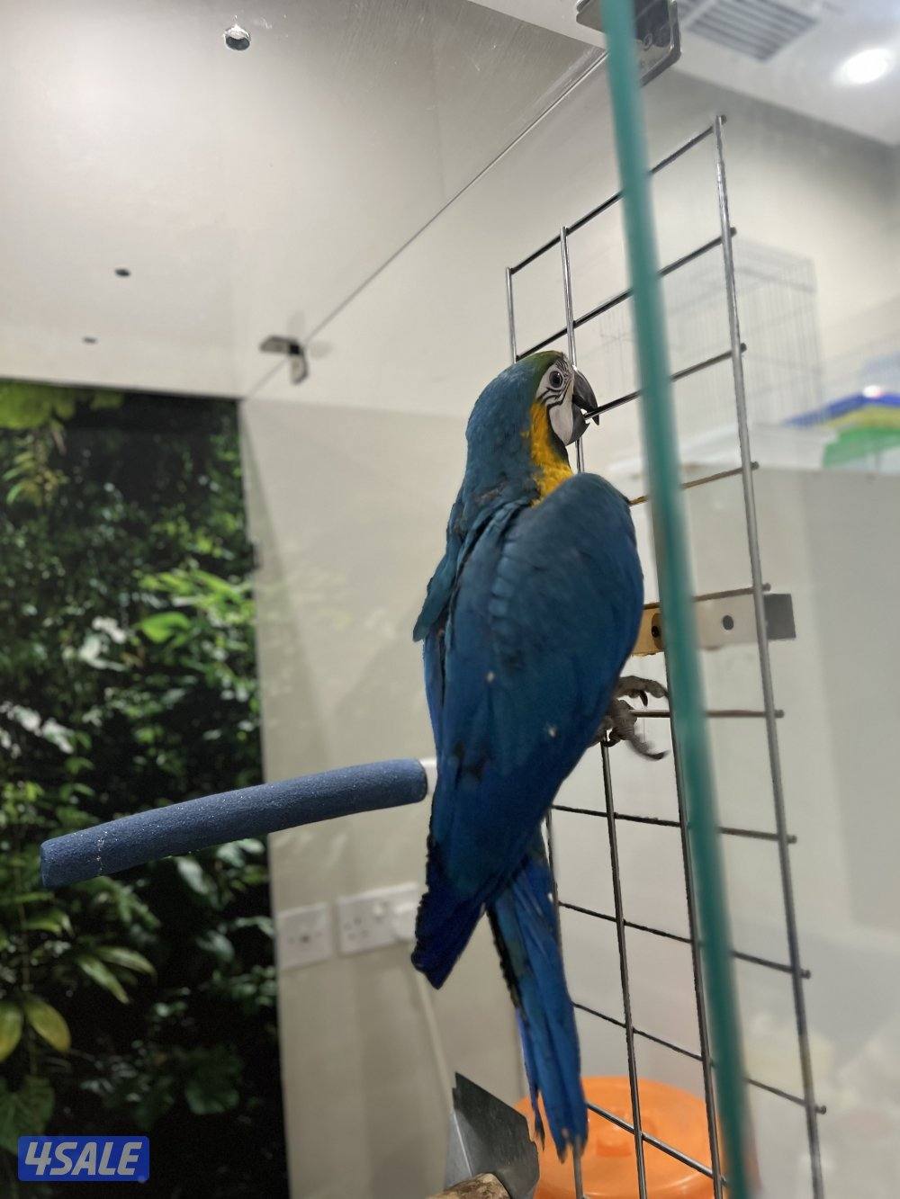 للبيع مكاو4