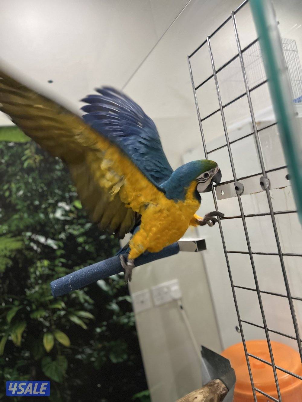 للبيع مكاو5