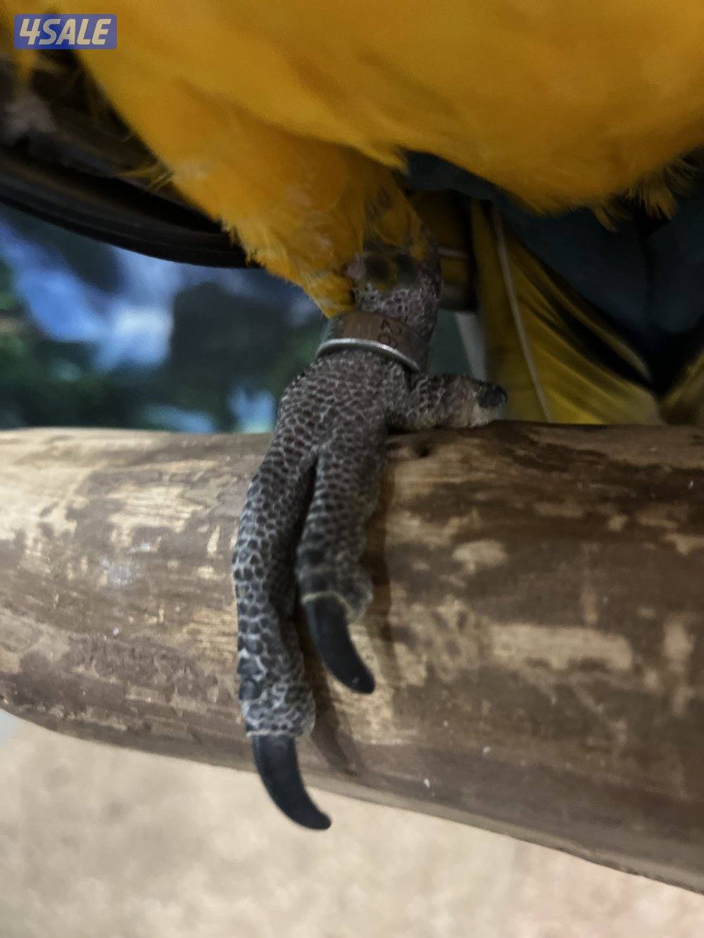 للبيع مكاو6