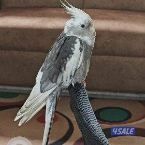 White faced cockatiel request (Tame) / مطلوب كوكتيل انجليزي0
