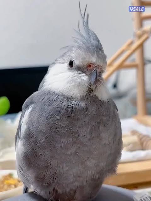 White faced cockatiel request (Tame) / مطلوب كوكتيل انجليزي1