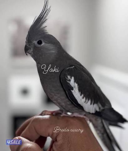 White faced cockatiel request (Tame) / مطلوب كوكتيل انجليزي2