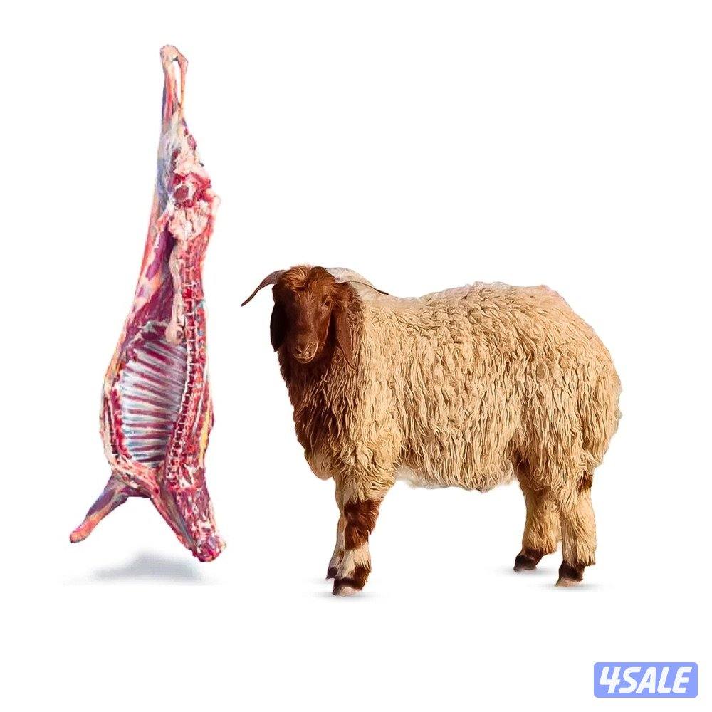 مطلوب شيف متخصص فى مجال الطبخ0